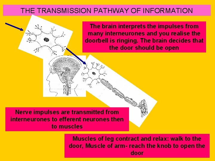 THE TRANSMISSION PATHWAY OF INFORMATION The brain interprets the impulses from many interneurones and