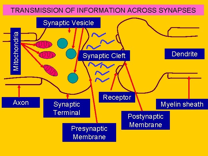 TRANSMISSION OF INFORMATION ACROSS SYNAPSES Mitochondria Synaptic Vesicle Axon Dendrite Synaptic Cleft Synaptic Terminal