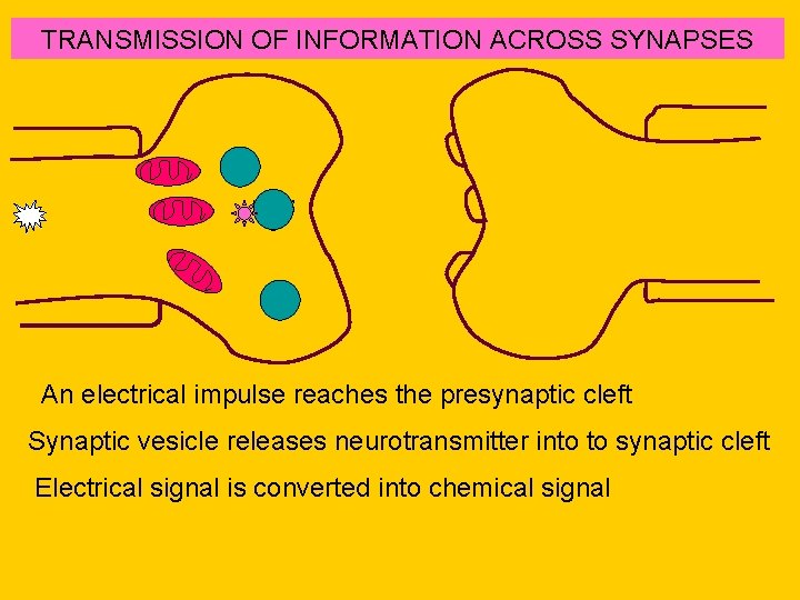 TRANSMISSION OF INFORMATION ACROSS SYNAPSES An electrical impulse reaches the presynaptic cleft Synaptic vesicle