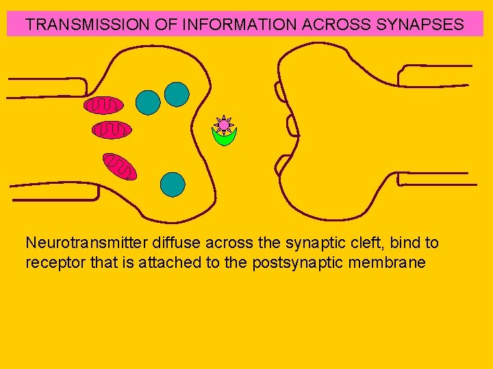 TRANSMISSION OF INFORMATION ACROSS SYNAPSES Neurotransmitter diffuse across the synaptic cleft, bind to receptor