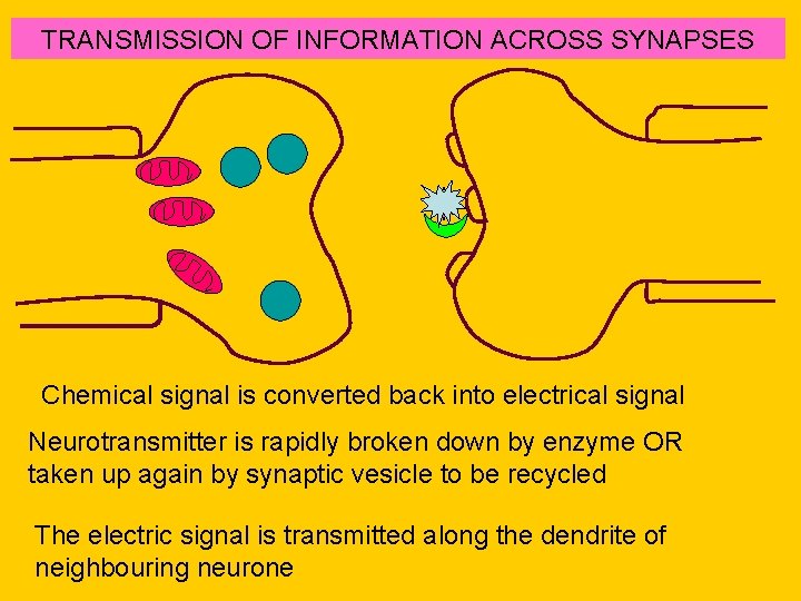TRANSMISSION OF INFORMATION ACROSS SYNAPSES Chemical signal is converted back into electrical signal Neurotransmitter