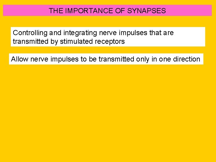 THE IMPORTANCE OF SYNAPSES Controlling and integrating nerve impulses that are transmitted by stimulated
