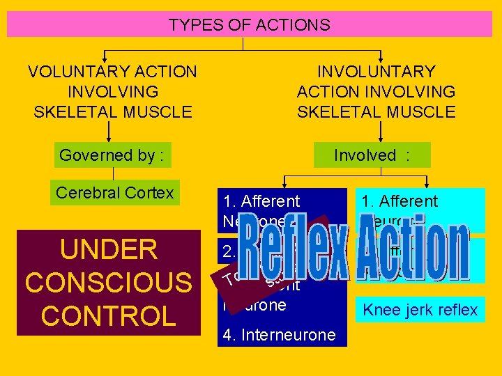 TYPES OF ACTIONS VOLUNTARY ACTION INVOLVING SKELETAL MUSCLE INVOLUNTARY ACTION INVOLVING SKELETAL MUSCLE Governed