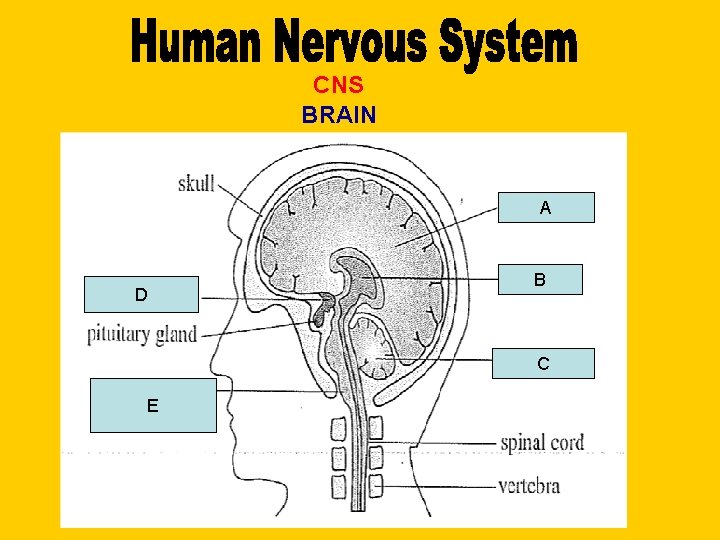 CNS BRAIN A D B C E 
