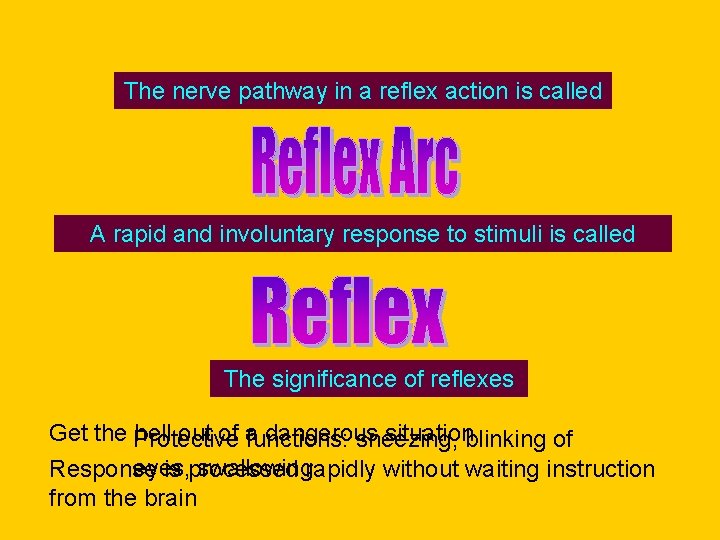 The nerve pathway in a reflex action is called A rapid and involuntary response
