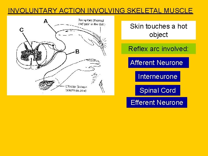 INVOLUNTARY ACTION INVOLVING SKELETAL MUSCLE Skin touches a hot object Reflex arc involved: Afferent