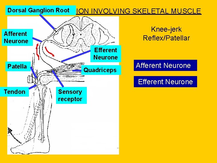 Dorsal Ganglion Root INVOLUNTARY ACTION INVOLVING SKELETAL MUSCLE Knee-jerk Reflex/Patellar Afferent Neurone Efferent Neurone