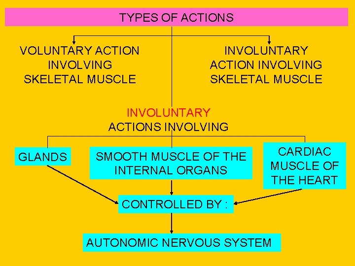 TYPESINVOLVING OF ACTIONS INVOLUNTARY ACTION SMOOTH MUSCLE VOLUNTARY ACTION INVOLVING SKELETAL MUSCLE INVOLUNTARY ACTIONS