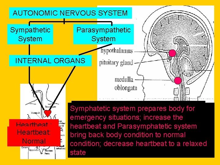 AUTONOMIC NERVOUS SYSTEM Sympathetic System Parasympathetic System INTERNAL ORGANS Heartbeat : Heartbeat: Fast Normal