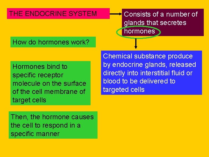 THE ENDOCRINE SYSTEM Consists of a number of glands that secretes hormones How do