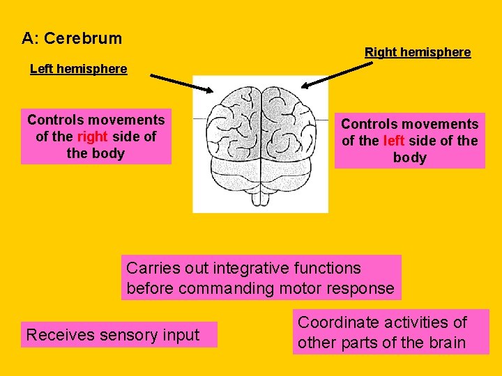 A: Cerebrum Right hemisphere Left hemisphere Controls movements of the right side of the