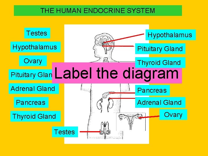 THE HUMAN ENDOCRINE SYSTEM Testes THypothalamus Pituitary Gland Ovary Thyroid Gland Label the diagram