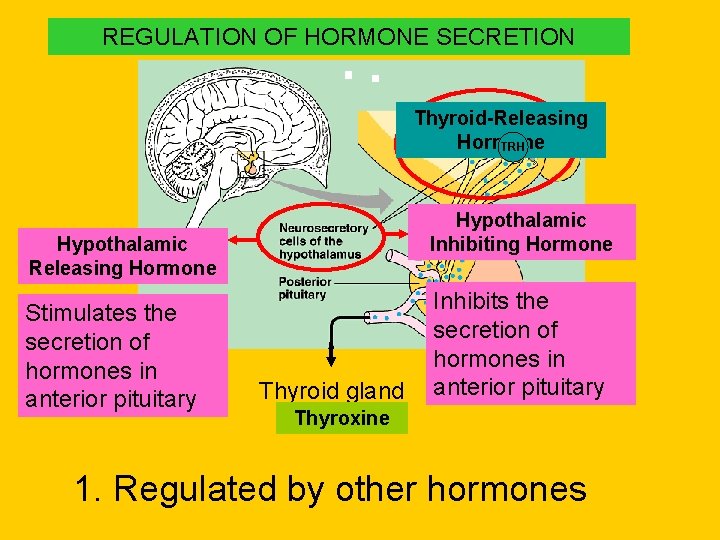 REGULATION OF HORMONE SECRETION Thyroid-Releasing Hormone TRH Hypothalamic Inhibiting Hormone Hypothalamic Releasing Hormone Stimulates