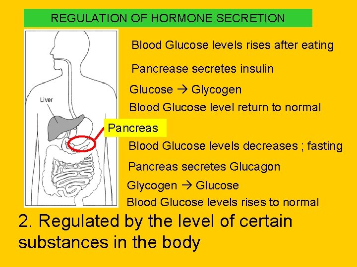 REGULATION OF HORMONE SECRETION Blood Glucose levels rises after eating Pancrease secretes insulin Glucose