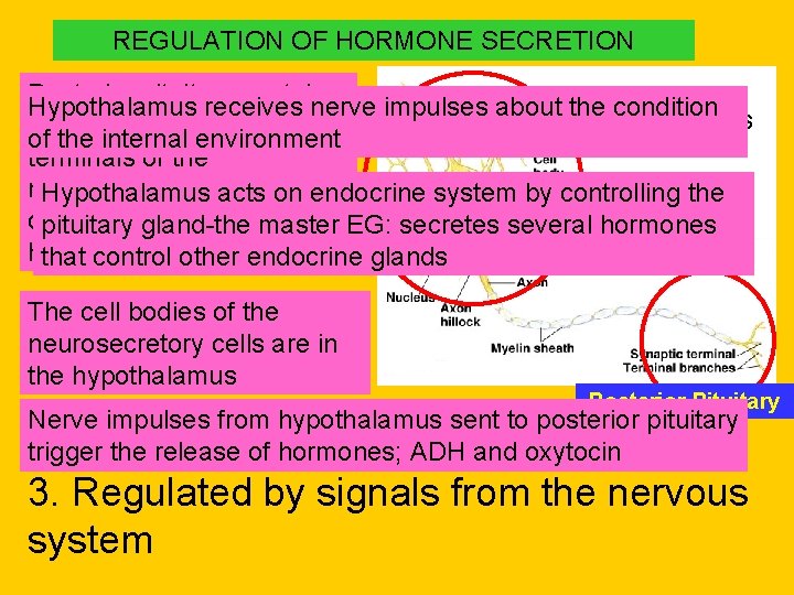 REGULATION OF HORMONE SECRETION Posterior pituitary contains Hypothalamus receives nerve impulses about the condition