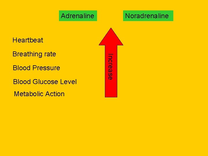 Adrenaline Noradrenaline Heartbeat Blood Pressure Blood Glucose Level Metabolic Action Increase Breathing rate 