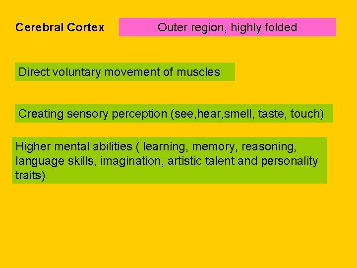 Cerebral Cortex Outer region, highly folded Direct voluntary movement of muscles Creating sensory perception
