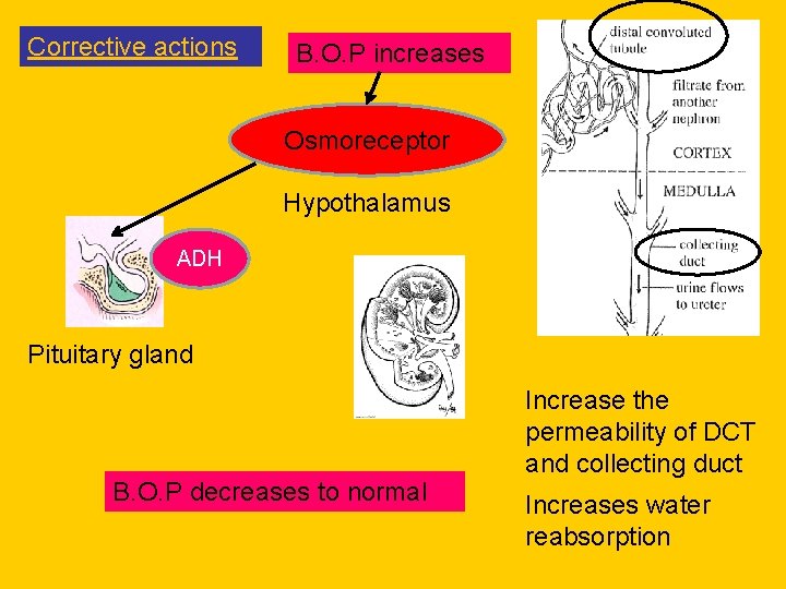 Corrective actions B. O. P increases Osmoreceptor Hypothalamus ADH Pituitary gland B. O. P