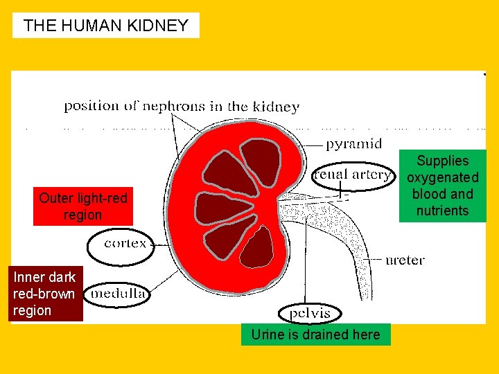 THE HUMAN KIDNEY Supplies oxygenated blood and nutrients Outer light-red region Inner dark red-brown