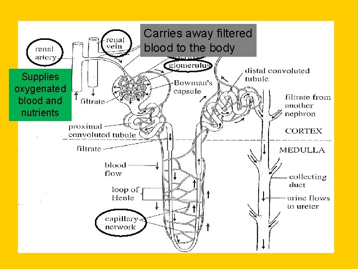 Carries away filtered blood to the body Supplies oxygenated blood and nutrients 
