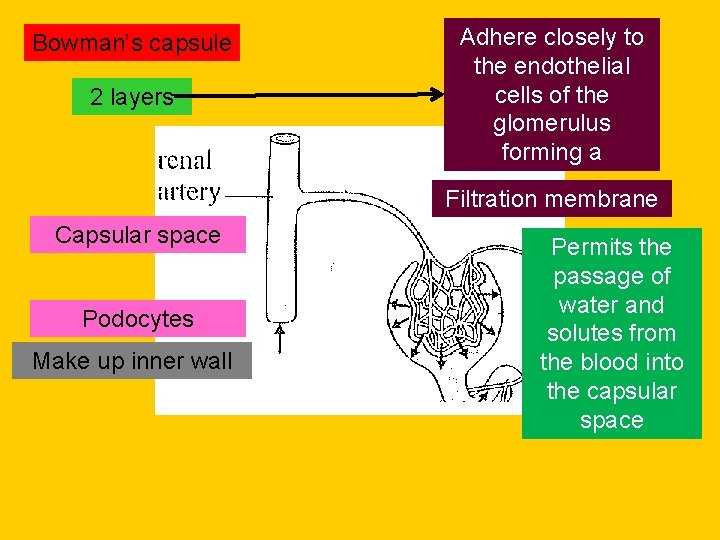 Bowman’s capsule 2 layers Adhere closely to the endothelial cells of the glomerulus forming