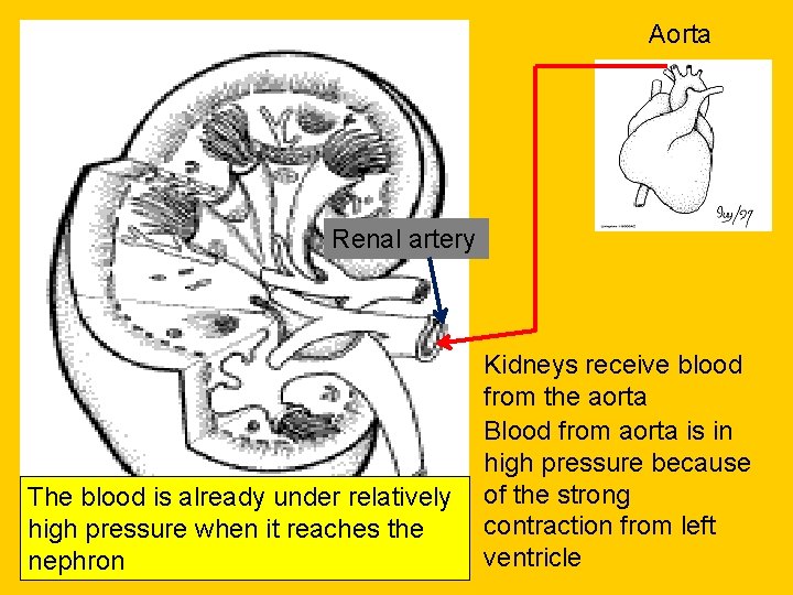 Aorta Renal artery The blood is already under relatively high pressure when it reaches