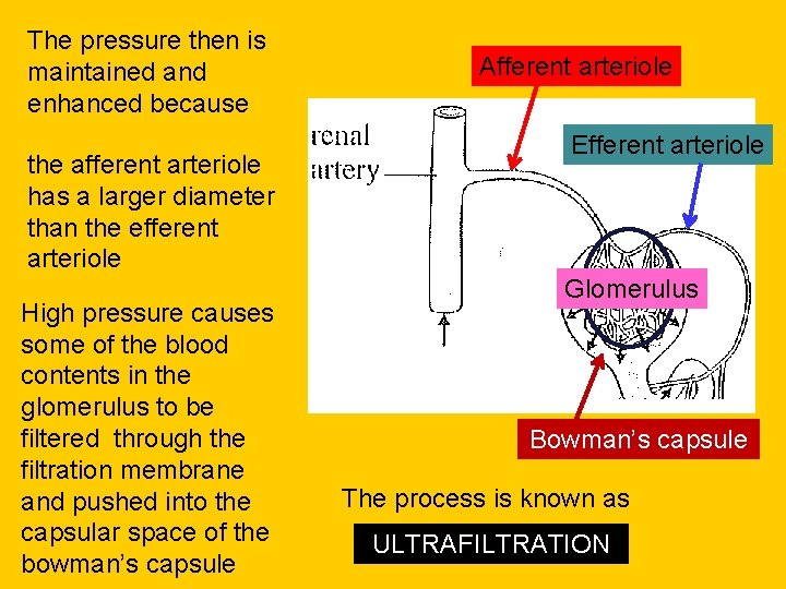 The pressure then is maintained and enhanced because the afferent arteriole has a larger