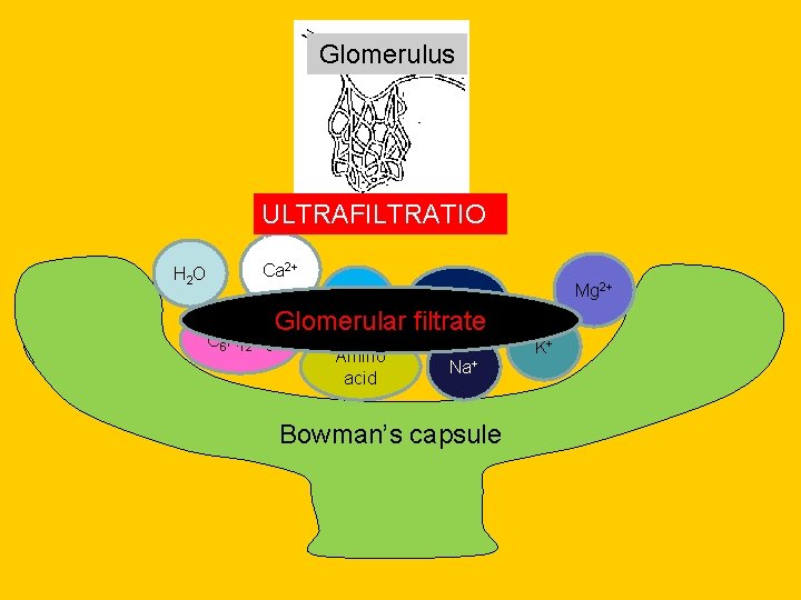 Glomerulus ULTRAFILTRATIO N H 2 O Ca 2+ Cl- C 6 H 12 O