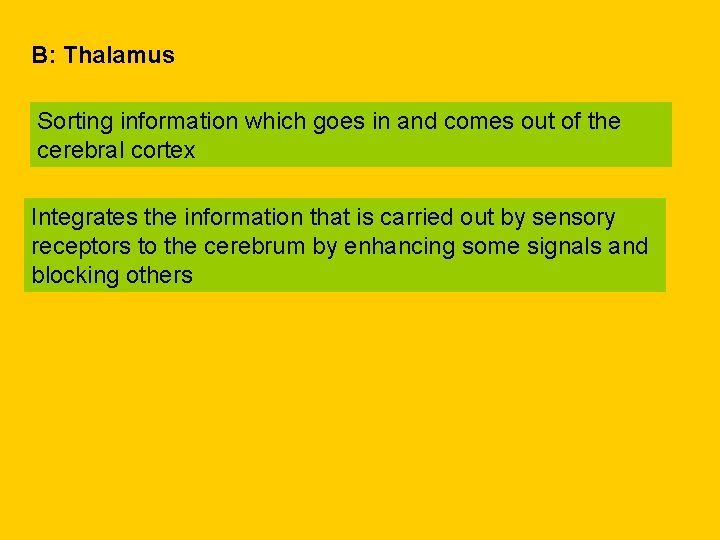 B: Thalamus Sorting information which goes in and comes out of the cerebral cortex