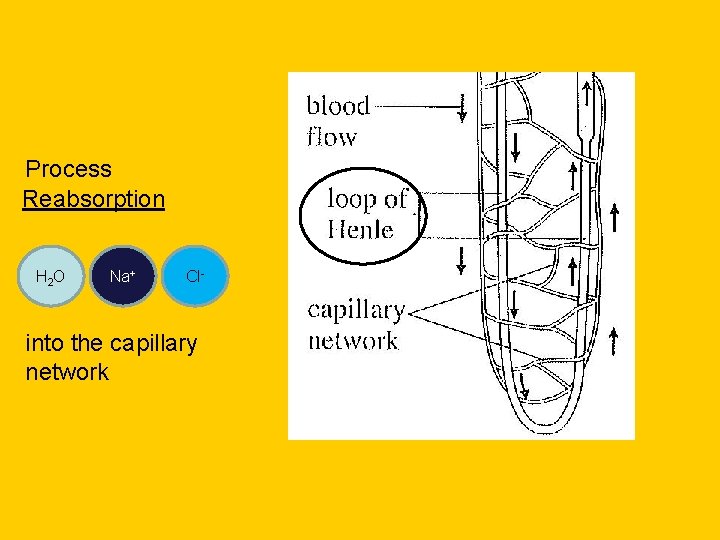 Process Reabsorption H 2 O Na+ Cl- into the capillary network 