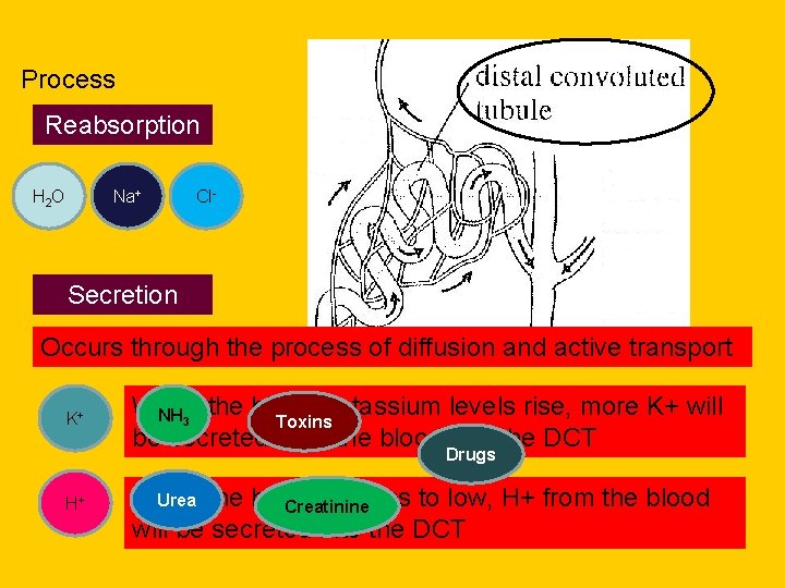 Process Reabsorption H 2 O Na+ Cl- Secretion Occurs through the process of diffusion