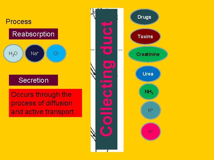 Process Reabsorption H 2 O Na+ Cl- Secretion Occurs through the process of diffusion