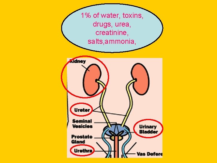 1% of water, toxins, drugs, urea, creatinine, salts, ammonia, 