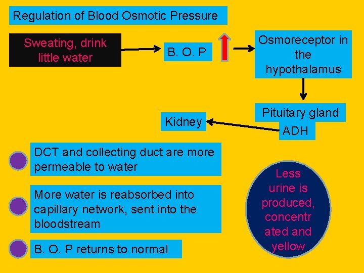 Regulation of Blood Osmotic Pressure Sweating, drink little water B. O. P Osmoreceptor in