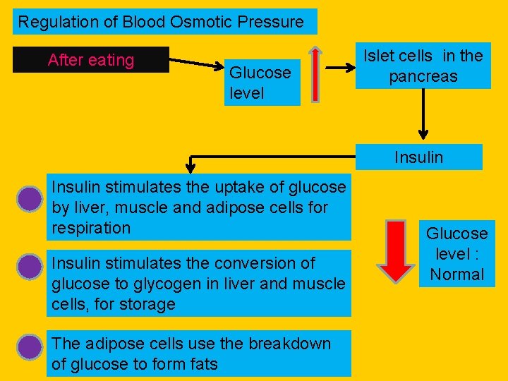 Regulation of Blood Osmotic Glucose Pressure level After eating Glucose level Islet cells in