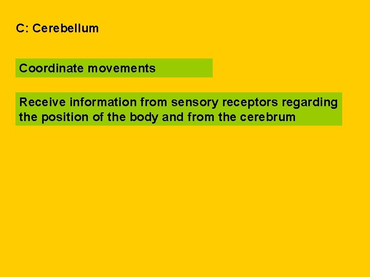 C: Cerebellum Coordinate movements Receive information from sensory receptors regarding the position of the