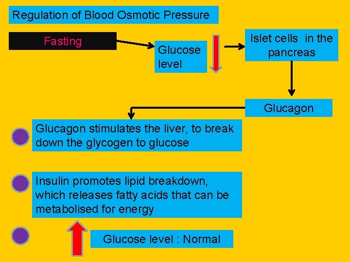 Regulation of Blood Osmotic Pressure Fasting Glucose level Islet cells in the pancreas Glucagon
