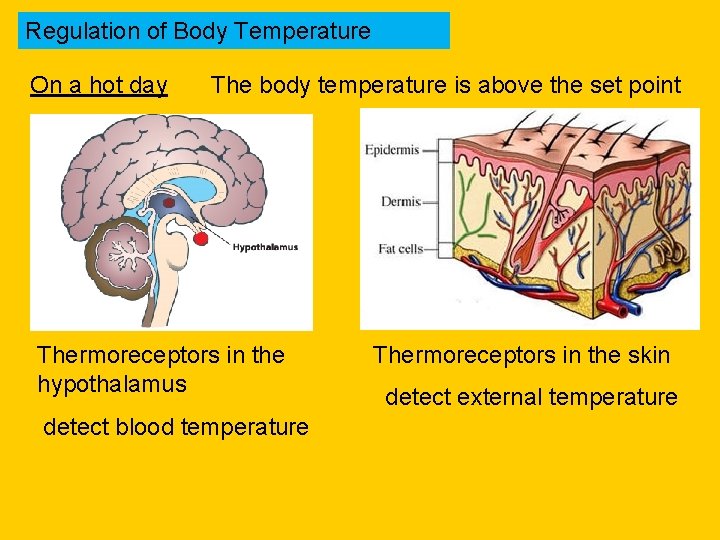 Regulation of Body Temperature On a hot day The body temperature is above the