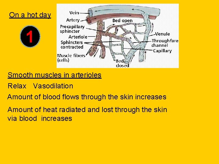 On a hot day 1 Smooth muscles in arterioles Relax Vasodilation Amount of blood