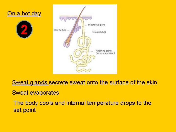 On a hot day 2 Sweat glands secrete sweat onto the surface of the
