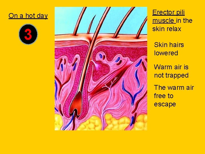 On a hot day 3 Erector pili muscle in the skin relax Skin hairs