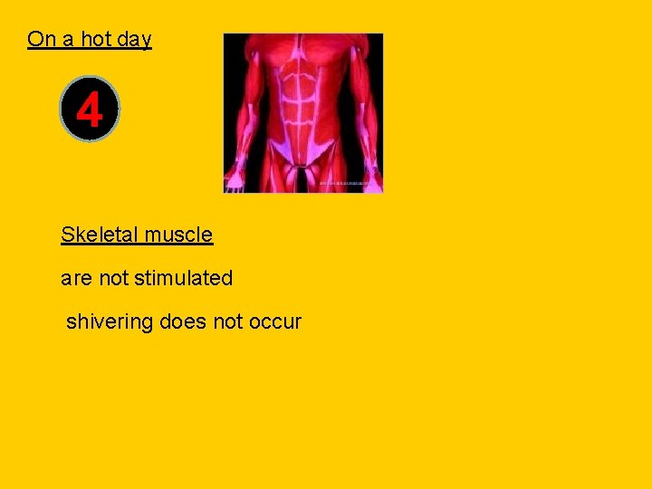 On a hot day 4 Skeletal muscle are not stimulated shivering does not occur