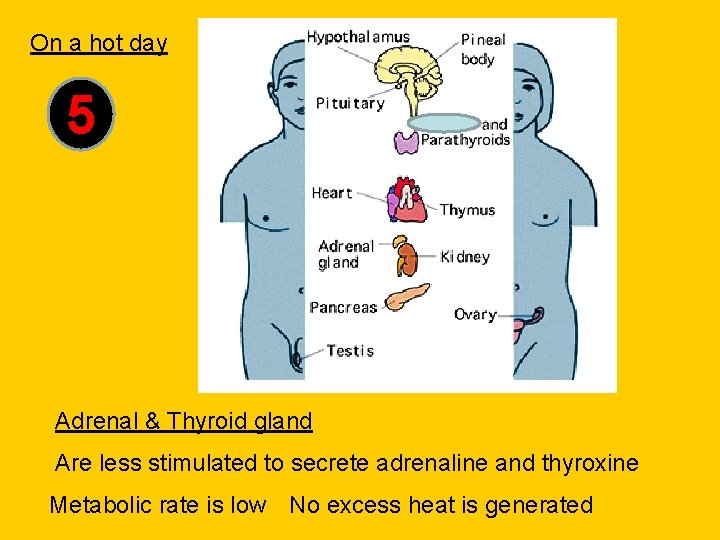 On a hot day 5 Adrenal & Thyroid gland Are less stimulated to secrete