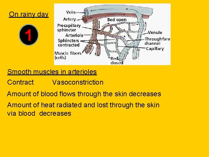 On rainy day 1 Smooth muscles in arterioles Vasoconstriction Contract Amount of blood flows