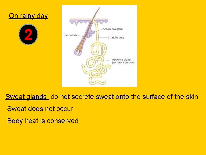 On rainy day 2 Sweat glands do not secrete sweat onto the surface of