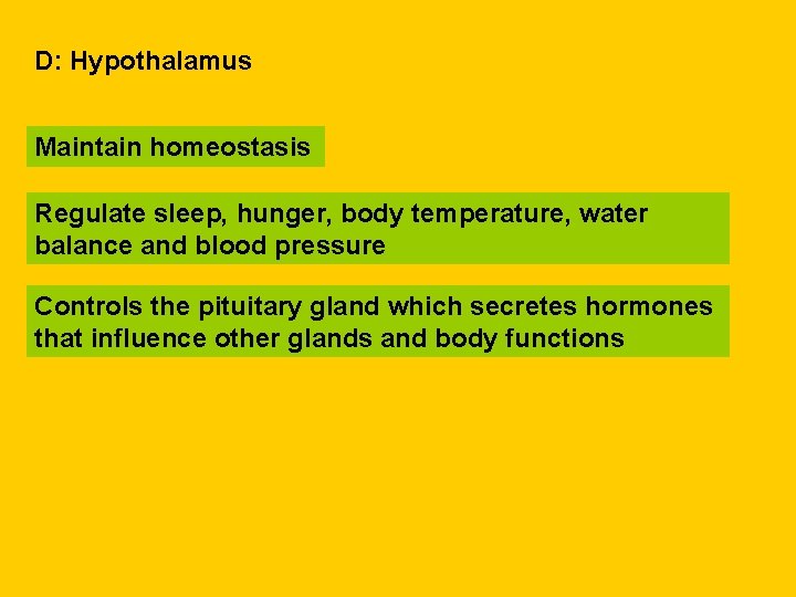 D: Hypothalamus Maintain homeostasis Regulate sleep, hunger, body temperature, water balance and blood pressure