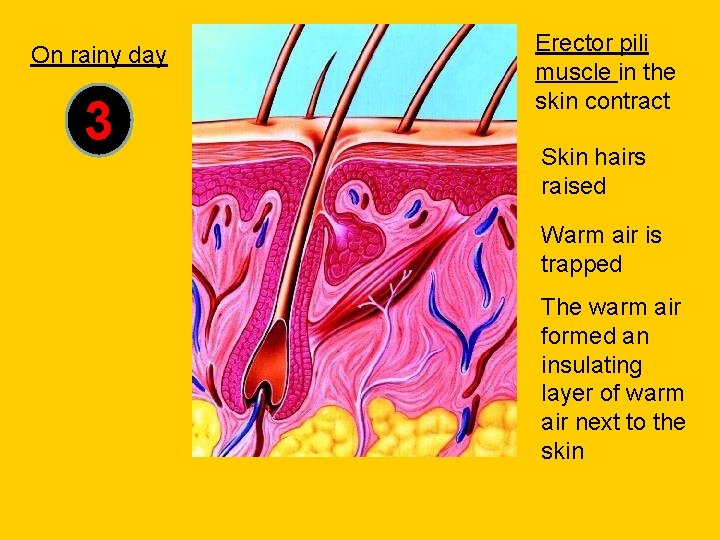 On rainy day 3 Erector pili muscle in the skin contract Skin hairs raised