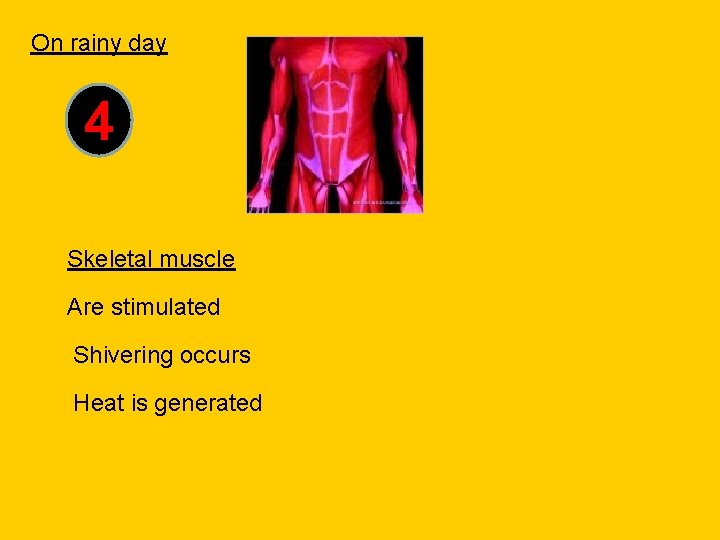 On rainy day 4 Skeletal muscle Are stimulated Shivering occurs Heat is generated 