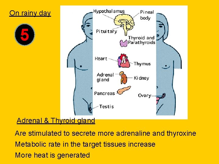 On rainy day 5 Adrenal & Thyroid gland Are stimulated to secrete more adrenaline