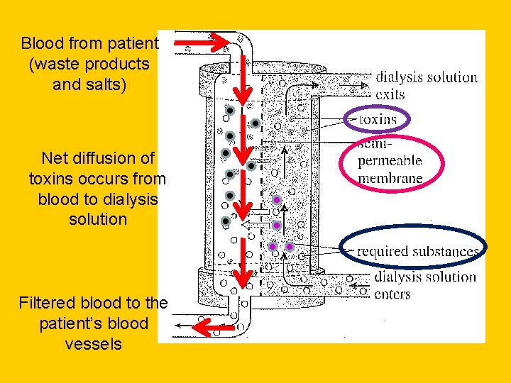 Blood from patient (waste products and salts) Net diffusion of toxins occurs from blood